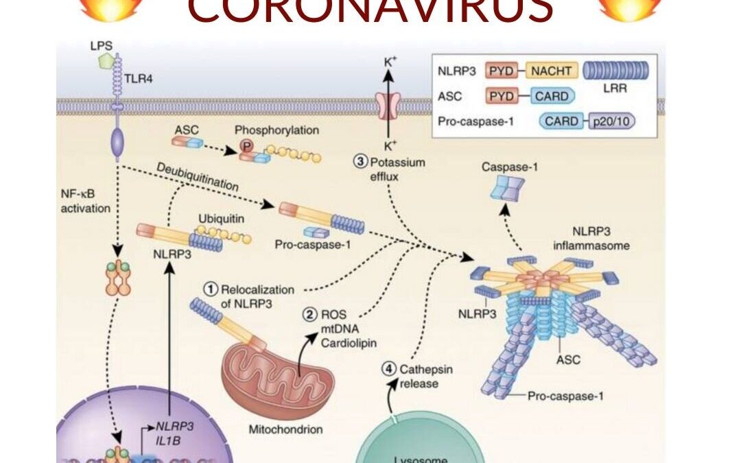 Coronavirus e inflamación: factores de riesgo y soluciones