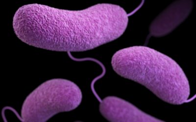 Helicobacter pylori: qué es, síntomas y cómo tratarlo